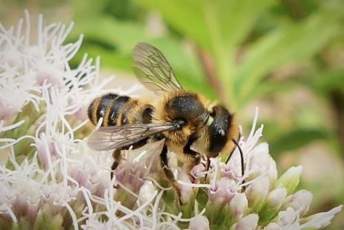 Réf. 277 274 : Megachile sp.